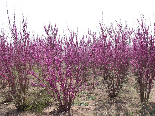 <a href='http://m.wuzhouwash.com/dibeiguanmu/3490.html' target='_blank'>紫荊花</a>