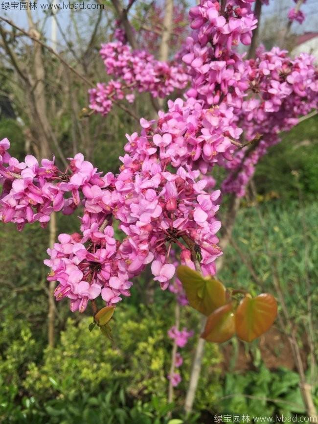 <a href='http://m.wuzhouwash.com/dibeiguanmu/3490.html' target='_blank'>紫荊花</a>