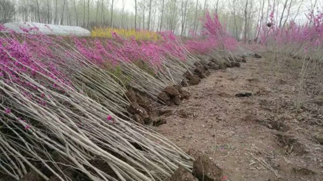 紫荊花