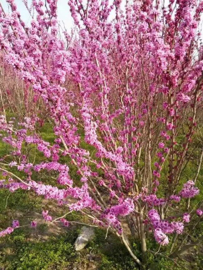 紫荊花