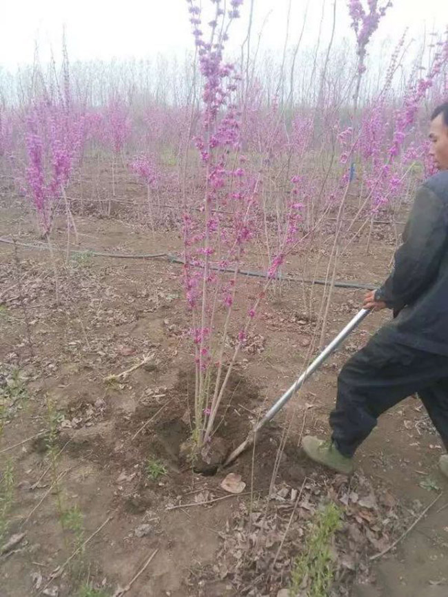 紫荊花