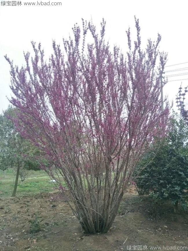 紫荊花