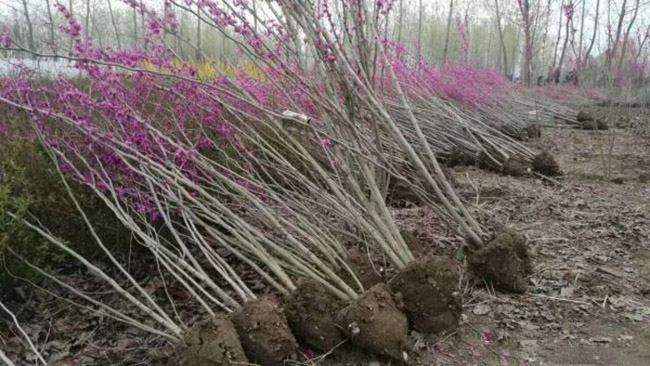 紫荊花