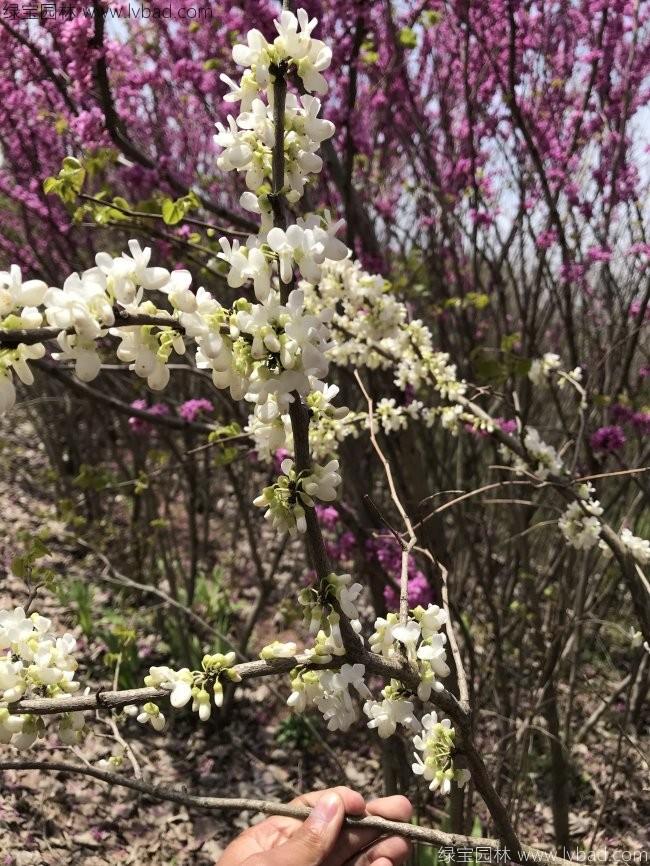 紫荊花
