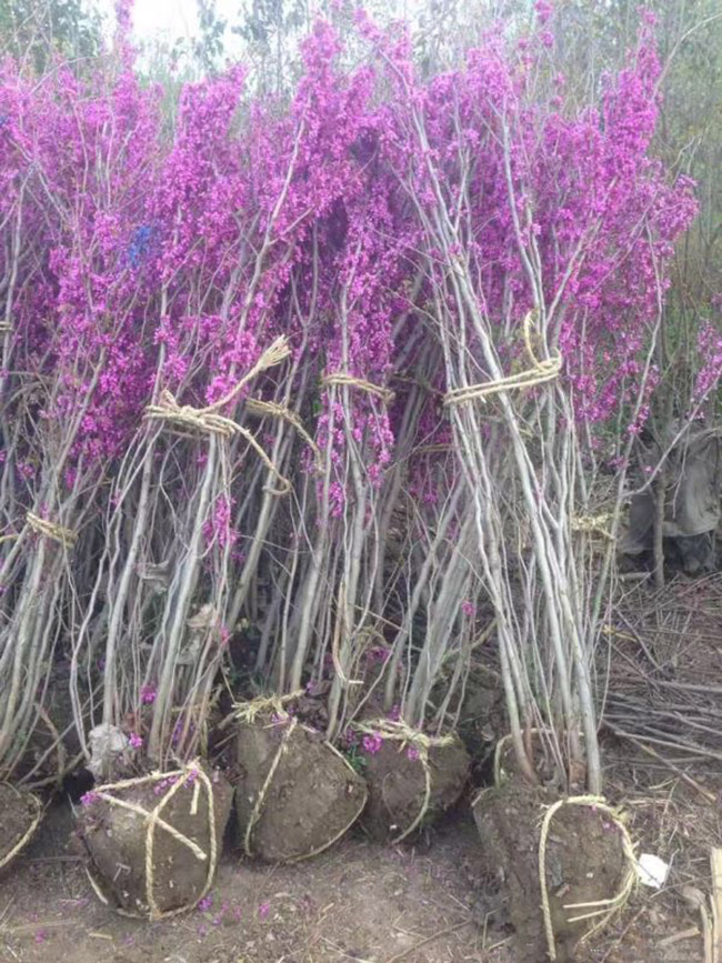 紫荊花