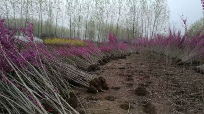 紫荊花