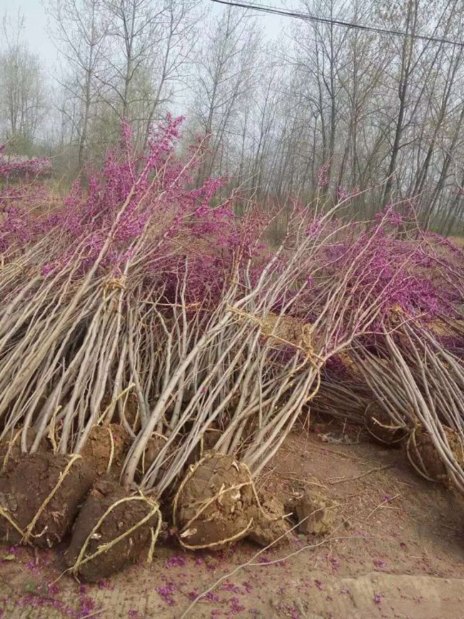 紫荊花