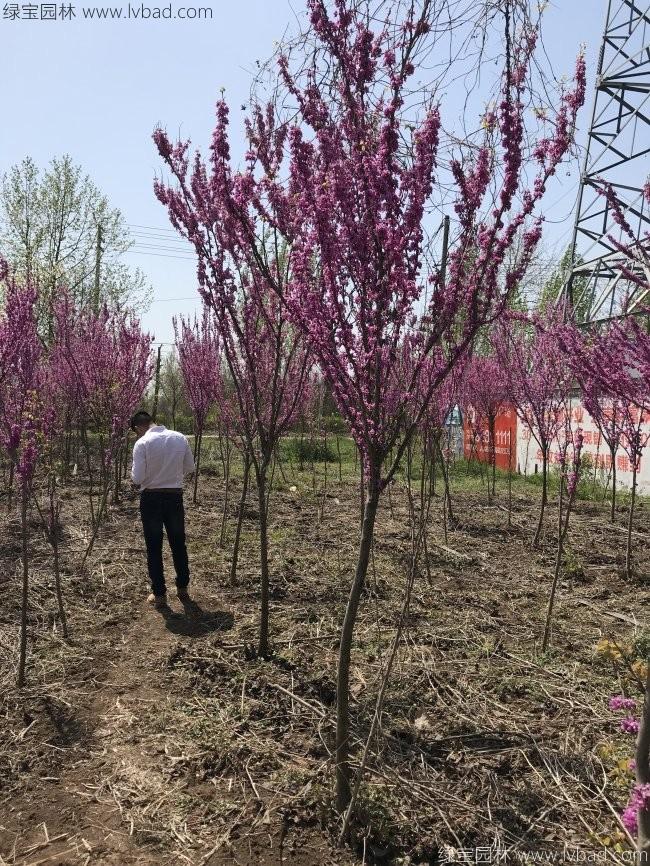 紫荊花