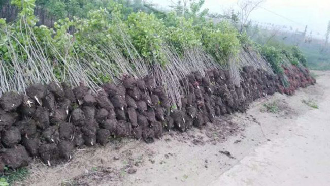 紫荊花