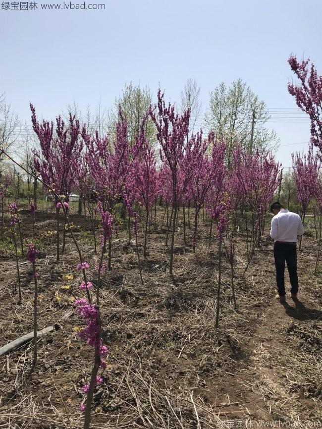 紫荊花