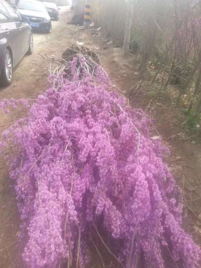 紫荊花