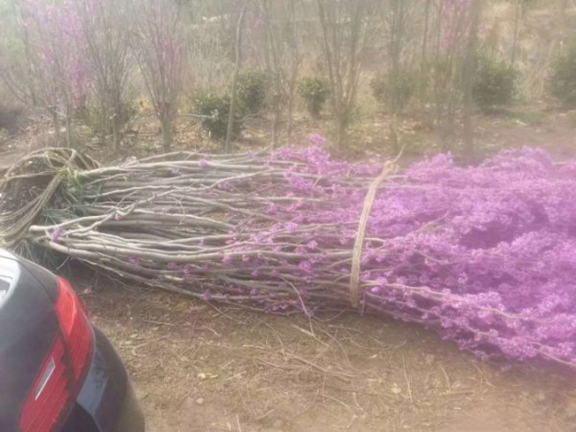 紫荊花