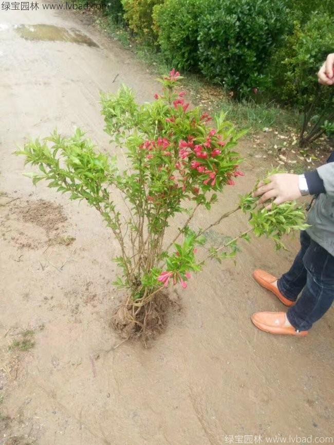 紅王子錦帶