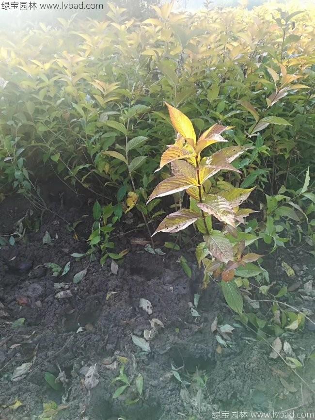 紅王子錦帶