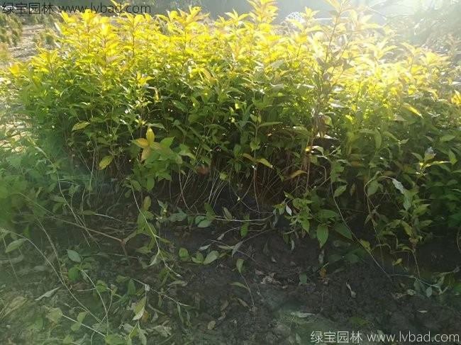紅王子錦帶
