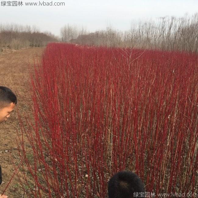 紅瑞木
