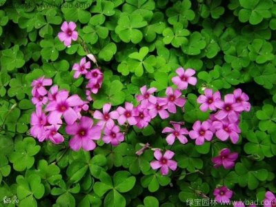 紅花酢醬草