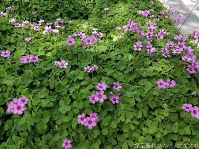 <a href='http://m.wuzhouwash.com/yaocaizhongzi/2335.html' target='_blank'>紅花</a>草