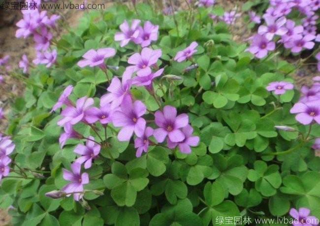 <a href='http://m.wuzhouwash.com/yaocaizhongzi/2335.html' target='_blank'>紅花</a>草