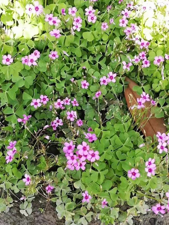 紅花草