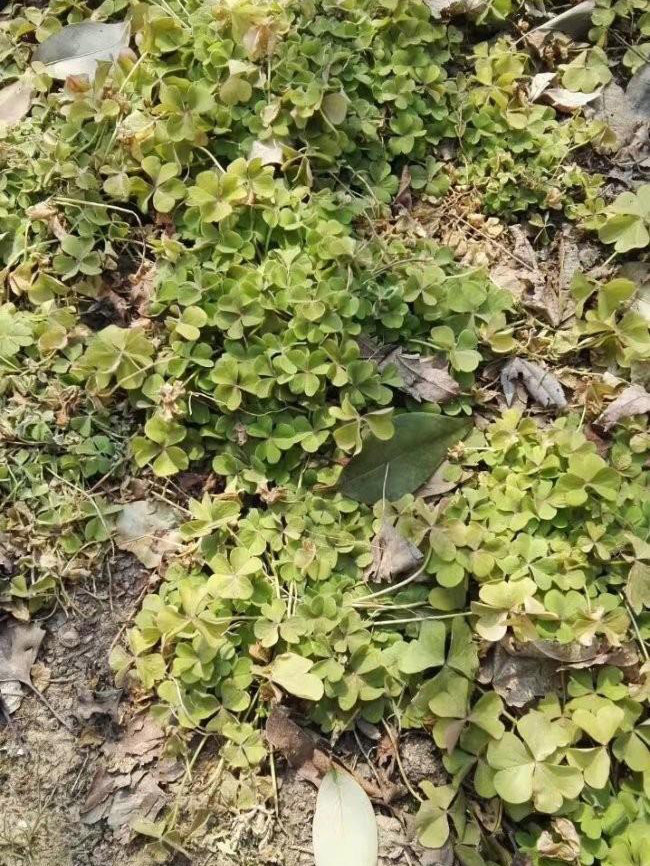 紅花草