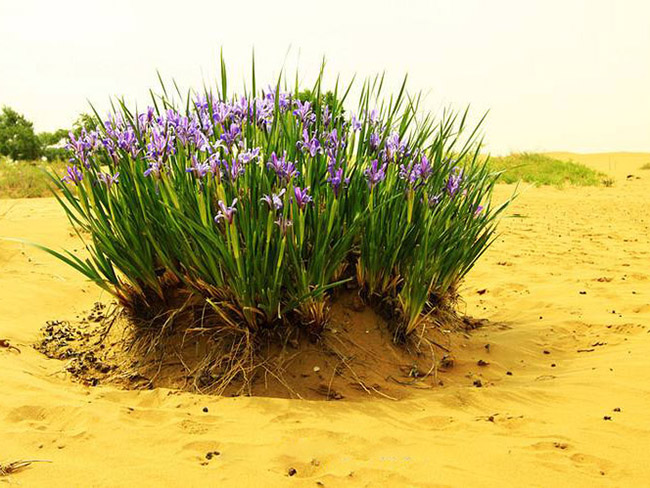 <a href='http://m.wuzhouwash.com/caobenzhiwu/3383.html' target='_blank'>馬蘭花</a>