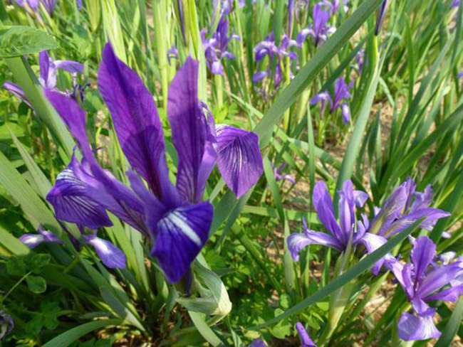<a href='http://m.wuzhouwash.com/caobenzhiwu/3383.html' target='_blank'>馬蘭花</a>