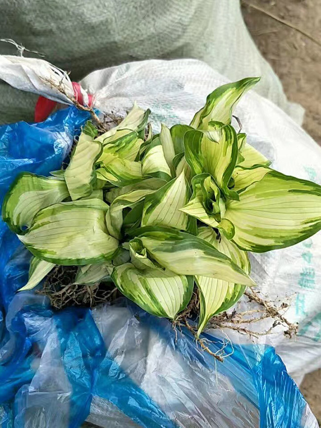 花葉玉簪