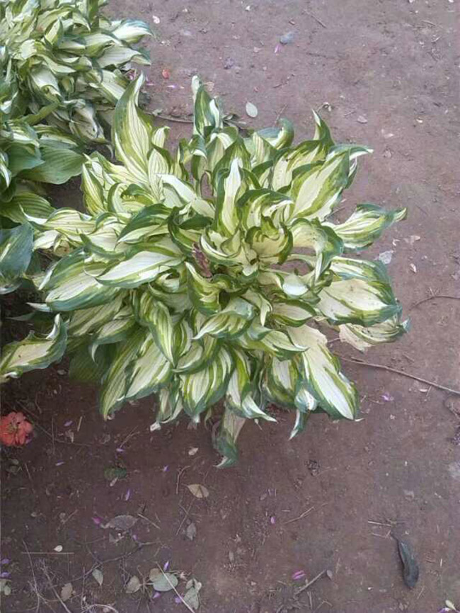 花葉玉簪