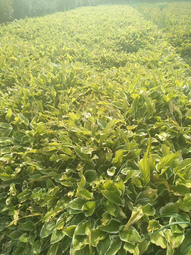 花葉玉簪