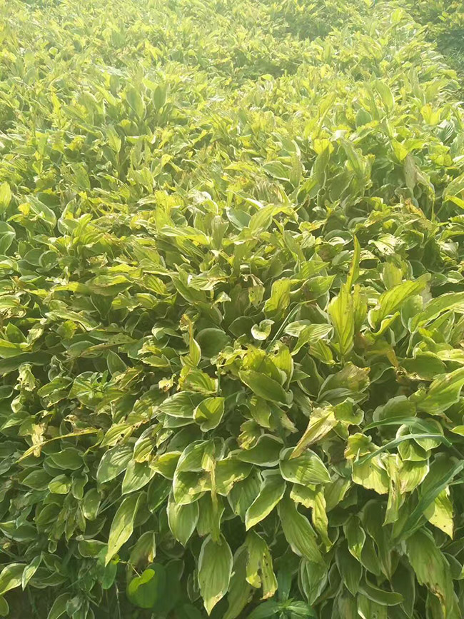 花葉玉簪