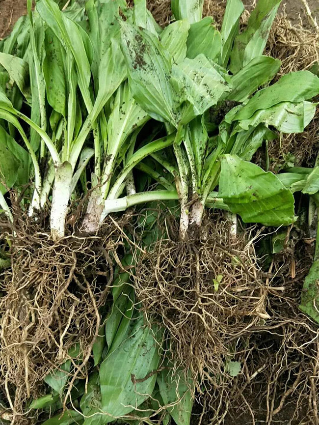 青葉玉簪