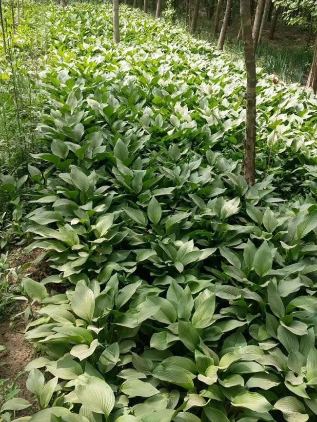 青葉玉簪