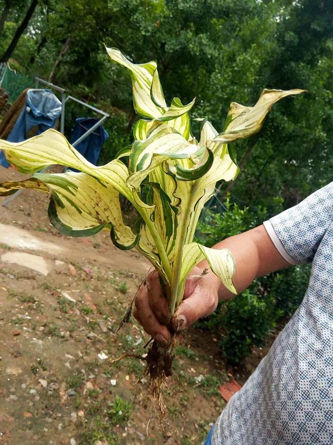 玉簪花