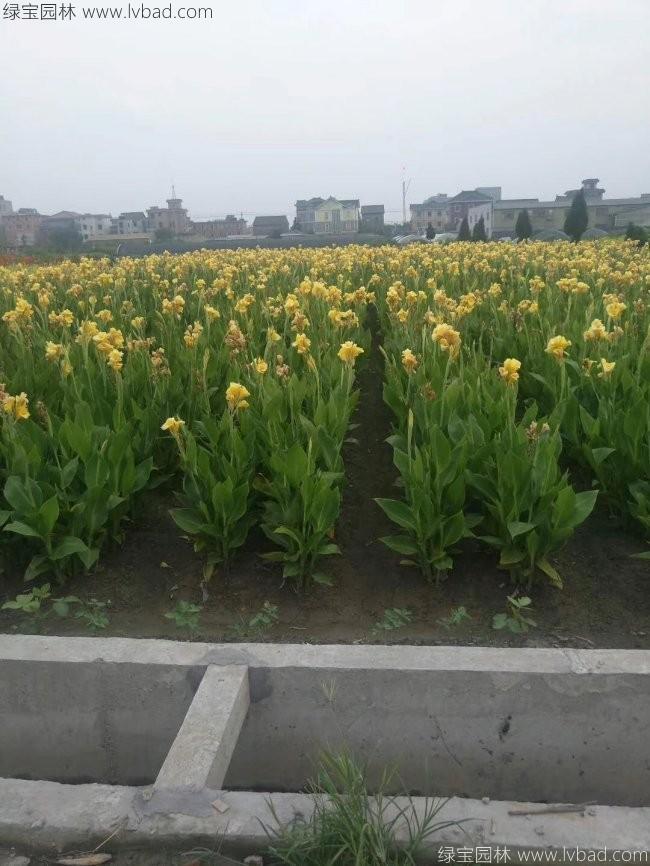 美人蕉