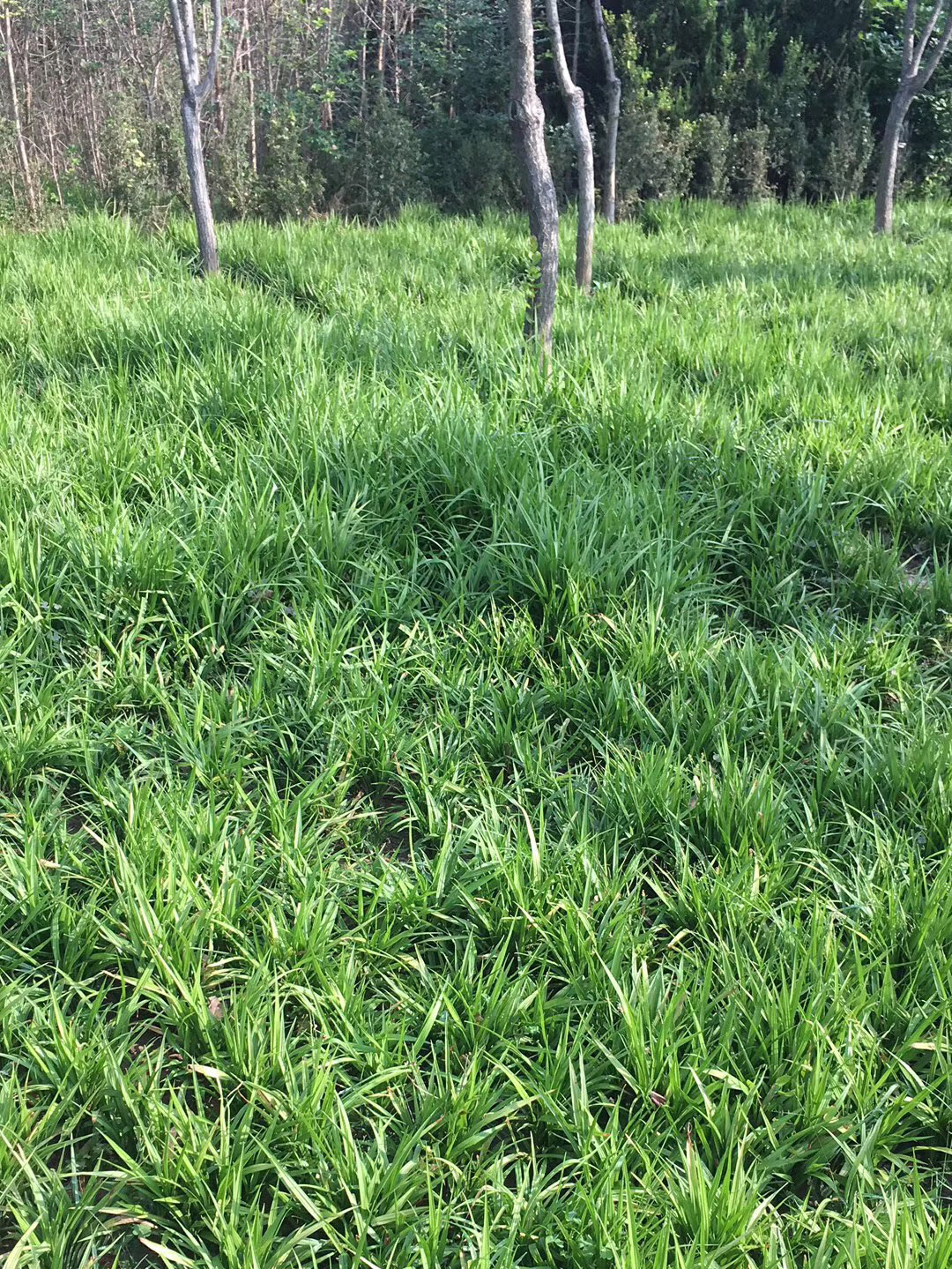 吉祥草