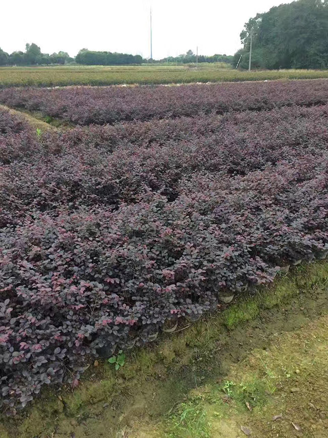 紅花繼木