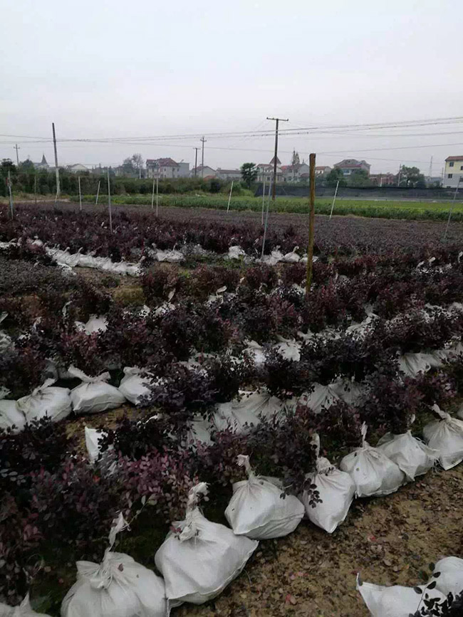 紅花繼木