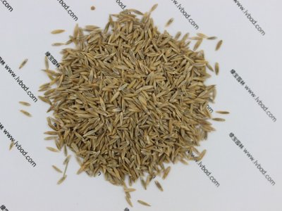 高羊茅種子