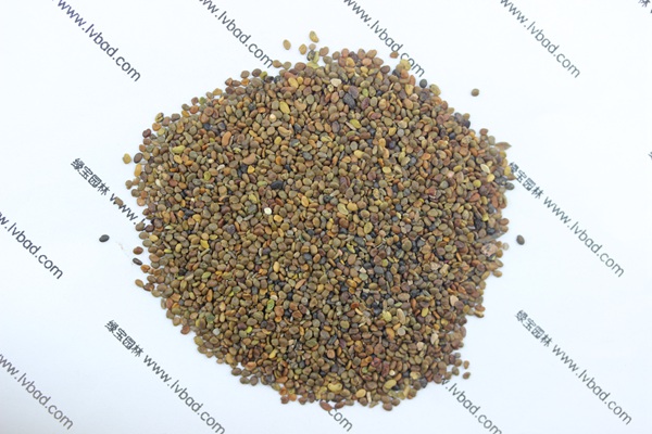 <a href='http://m.wuzhouwash.com/mucaozhongzi/1689.html' target='_blank'>沙打旺</a><a href='http://m.wuzhouwash.com/' target='_blank'>種子</a>