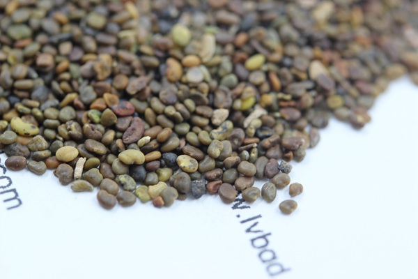 <a href='http://m.wuzhouwash.com/mucaozhongzi/1689.html' target='_blank'>沙打旺種子</a>