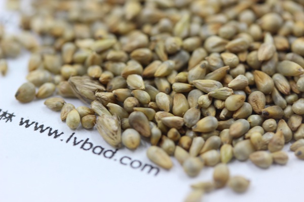 <a href='http://m.wuzhouwash.com/mucaozhongzi/1687.html' target='_blank'>狼尾草</a><a href='http://m.wuzhouwash.com/' target='_blank'>種子</a>