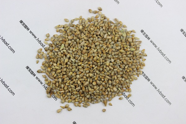 <a href='http://m.wuzhouwash.com/mucaozhongzi/1687.html' target='_blank'>狼尾草種子</a>