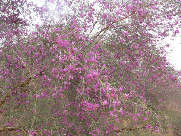 花棒圖片