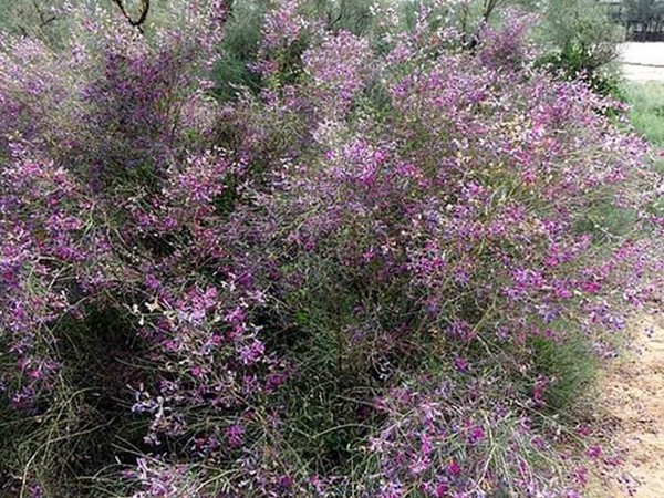 花棒圖片