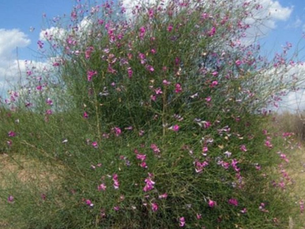 花棒圖片