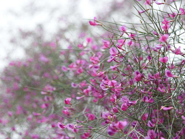 花棒圖片