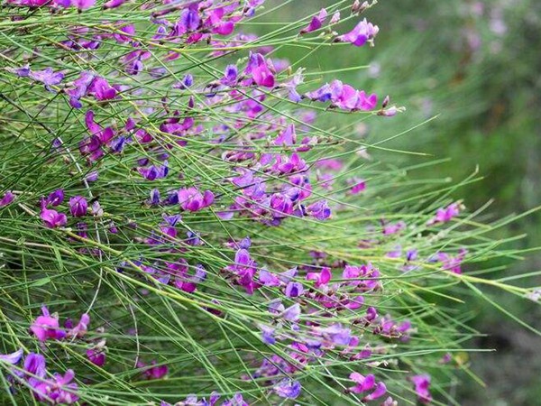 花棒圖片