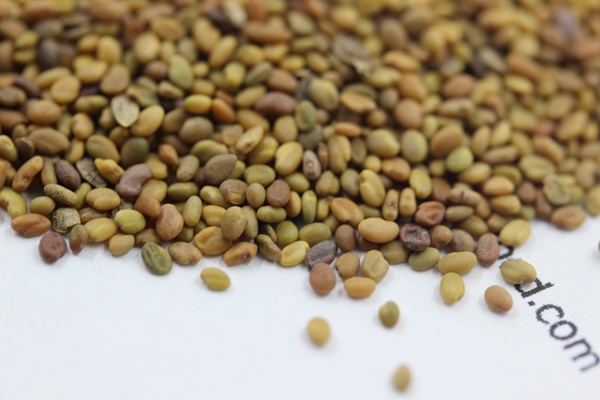 <a href='http://m.wuzhouwash.com/mucaozhongzi/1683.html' target='_blank'>草木犀種子</a>