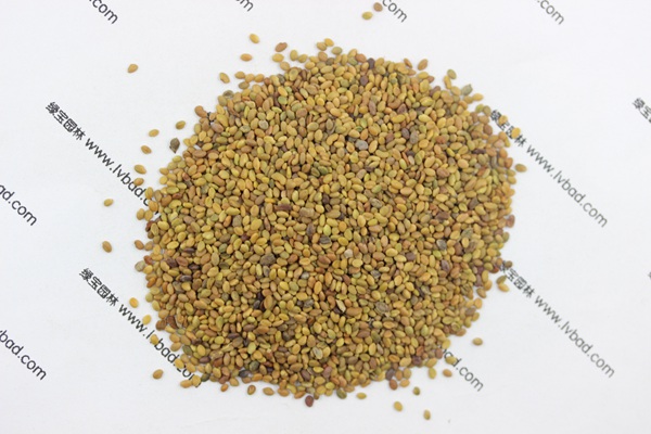 <a href='http://m.wuzhouwash.com/mucaozhongzi/1683.html' target='_blank'>草木犀</a><a href='http://m.wuzhouwash.com/' target='_blank'>種子</a>